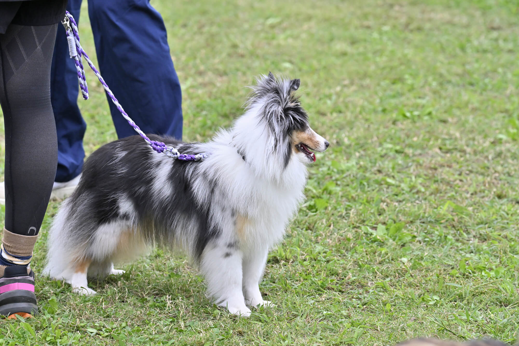 中型犬用リードを選ぶときの基本ポイント
